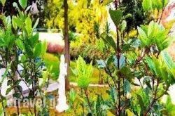 Roditsa Patritsia in Zakinthos Rest Areas, Zakinthos, Ionian Islands