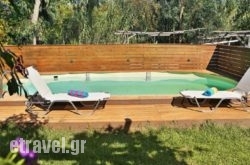 Olive Yard in Patra, Achaia, Peloponesse