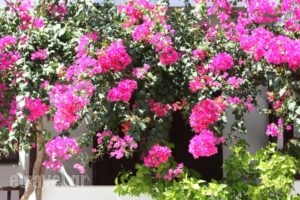 Hotel Angeliki_best prices_in_Hotel_Dodekanessos Islands_Patmos_Patmos Chora