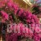 Eriketi Studios_accommodation_in_Hotel_Piraeus Islands - Trizonia_Aigina_Agia Marina