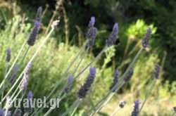 Villa Aquilo in  Laganas, Zakinthos, Ionian Islands