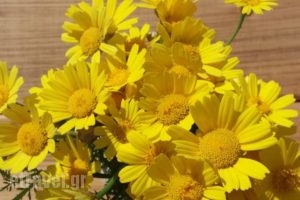 Elezar_best prices_in_Hotel_Peloponesse_Lakonia_Itilo