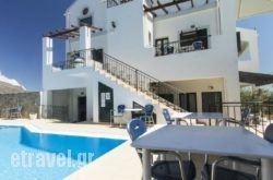 Olive Tree in Stelida, Naxos, Cyclades Islands
