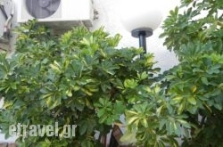 Bonis in Skiathos Chora, Skiathos, Sporades Islands