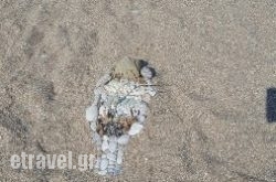 Soros Beach in Orestiada, Evros, Thraki