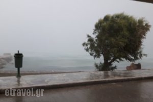 Zorbas Tavern_food_in_Restaurant___