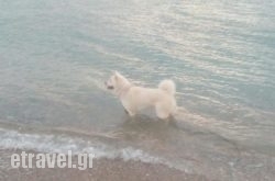 Nautical Club of Paleon Faliro in Malia, Heraklion, Crete