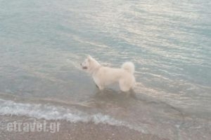 Nautical Club of Paleon Faliro_food_in_Restaurant___