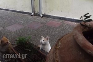 Mataxai Mas_food_in_Restaurant___Kavala