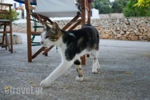 Eisodos_food_in_Restaurant___