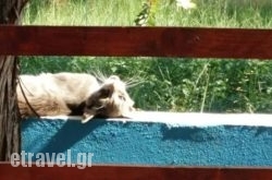 Yoyos 2 in Thessaloniki City, Thessaloniki, Macedonia