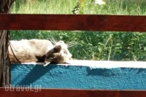 Yoyos 2_food_in_Restaurant___Laganas