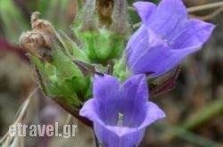 Apomero in Alikanas, Zakinthos, Ionian Islands