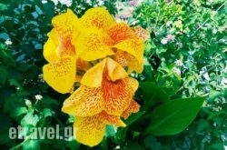 Maxim in  Ormos Panagias , Halkidiki, Macedonia