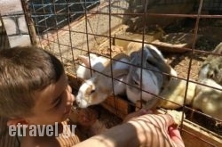 Country House cafe rasaurant & BBQ in Athens, Attica, Central Greece