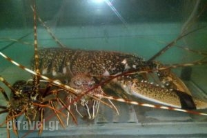 Limani Restaurant_food_in_Restaurant___Paleokastritsa