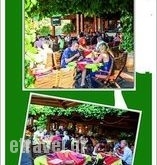 Olive Tree in Kalamaki, Zakinthos, Ionian Islands