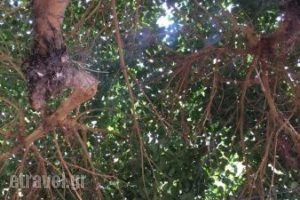 Sinaitiko Caffe_food_in_Restaurant___Iraklio