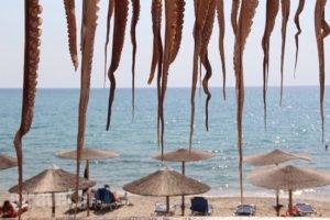 Limani Taverna_food_in_Restaurant___