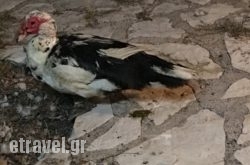 Hippocampus Taverna in Skiathos Chora, Skiathos, Sporades Islands