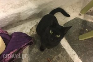 Taverna Vassilis_food_in_Restaurant___Naxos