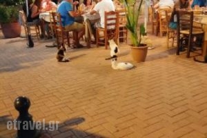 Taverna O'Mylos_food_in_Restaurant___