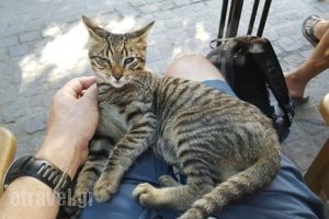 Fileas Restaurant Cafe_food_in_Restaurant___Chania